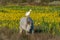 Camargue horse and cattle egret (Bubulcus ibis) in symbiosis in a marsh blooming with yellow irises