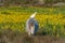 Camargue horse and cattle egret (Bubulcus ibis) in symbiosis in a marsh blooming with yellow irises