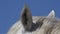 Camargue Horse, Close up of Ears, Saintes Marie de la Mer in The South of France,