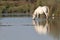 Camargue horse drinking in a pond