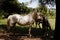 Camargue horse Equus ferus caballus with foals