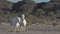 Camargue Horse Galloping on the Beach, Saintes Marie de la Mer in Camargue, in the South of France,