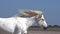 Camargue Horse Galloping on the Beach, Saintes Marie de la Mer in Camargue, in the South of France,