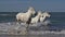 Camargue Horse Galloping in the Sea, Saintes Marie de la Mer in Camargue, in the South of France