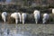 Camargue Horse, Herd Drinking in Swamp, Saintes Marie de la Mer in South East of France