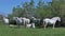 Camargue Horse, Herd of Females and Foals Sleeping, Saintes Marie de la Mer in The South of France,