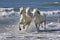 CAMARGUE HORSE, HERD GALLOPING ON BEACH, SAINTES MARIE DE LA MER IN THE SOUTH OF FRANCE