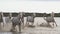 Camargue Horse, Herd Galloping through Swamp, Saintes Marie de la Mer in The South of France,