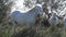 Camargue Horse, Herd standing in Tall Grass, Saintes Marie de la Mer in The South of France,