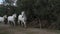 Camargue Horse, Herd Trotting, Saintes Marie de la Mer in Camargue, in the South of France,