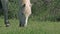 Camargue Horse, Mare eating Grass, Saintes Marie de la Mer in The South of France,