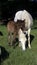 Camargue Horse, Mare with Foal