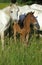 Camargue Horse, Mare and Foal, Saintes Marie de la Mer in Camargue, in the South of France