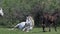 Camargue Horse, Mare and Foal, Saintes Marie de la Mer in The South of France,