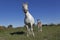 Camargue Horse, Mare and Foal standing in Meadow, Saintes Marie de la Mer in The South of France