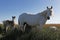 Camargue Horse, Mare and Foal standing in Meadow, Saintes Marie de la Mer in The South of France