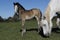 Camargue Horse, Mare and Foal standing in Meadow, Saintes Marie de la Mer in The South of France