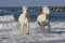 CAMARGUE HORSE, PAIR GALLOPING ON BEACH, SAINTES MARIE DE LA MER IN THE SOUTH OF FRANCE