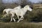 Camargue Horse, Pair Galloping, Saintes Maries de la Mer in the South East of France