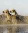 CAMARGUE HORSE, PAIR GALLOPING THROUGH SWAMP, SAINTES MARIE DE LA MER IN THE SOUTH OF FRANCE