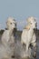 Camargue Horse, Pair Galloping through Swamp, Saintes Marie de la Mer in The South of France