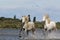 Camargue Horse, Pair Galloping through Swamp, Saintes Marie de la Mer in The South of France