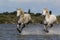 Camargue Horse, Pair Galloping through Swamp, Saintes Marie de la Mer in The South of France