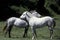 CAMARGUE HORSE, PAIR GROOMING, CAMARGUE IN FRANCE