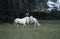 CAMARGUE HORSE, PAIR OF MALES INTERACTING, CAMARGUE IN FRANCE