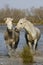 CAMARGUE HORSE, PAIR STANDING IN SWAMP, SAINTES MARIE DE LA MER IN THE SOUTH OF FRANCE