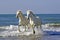 CAMARGUE HORSE, PAIR WALKING ON BEACH, SAINTES MARIE DE LA MER IN SOUTH OF FRANCE