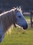 Camargue horse portrait backlight