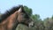 Camargue Horse, Portrait of Foal in the Wing, Saintes Marie de la Mer in The South of France,