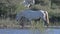 Camargue Horse, Stallion walking through Swamp, Saintes Marie de la Mer in The South of France,