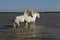 Camargue Horse, Stallions fighting in Swamp, Saintes Marie de la Mer in Camargue, in the South of France