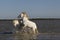 Camargue Horse, Stallions fighting in Swamp, Saintes Marie de la Mer in Camargue, in the South of France