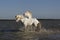 Camargue Horse, Stallions fighting in Swamp, Saintes Marie de la Mer in Camargue, in the South of France