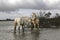 Camargue Horse, Stallions fighting in Swamp, Saintes Marie de la Mer in Camargue, in the South of France