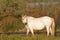 Camargue horse standing in a pond