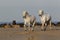 Camargue Horse, Trotting on the Beach, Saintes Marie de la Mer in Camargue, in the South of France