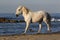 Camargue Horse, Trotting on the Beach, Saintes Marie de la Mer in Camargue, in the South of France