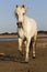 Camargue Horse, Trotting on the Beach, Saintes Marie de la Mer in Camargue, in the South of France