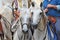 Camargue horses