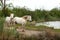 Camargue horses