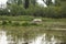 Camargue horses