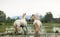 Camargue horses