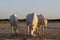 Camargue Horses on the Beach, Saintes Marie de la Mer in Camargue, in the South of France