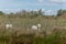 Camargue horses feeding in the marshes