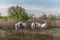 Camargue horses feeding in the marshes