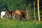 Camargue Horses, Foals in Paddock